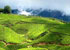 bonjour-holidays-enchanting-kerala-munnar