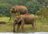 bonjour-holidays-ideal-kerala-thekkady