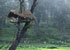 bonjour-holidays-wild-north-wayanad