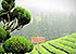 bonjour-holidays-extreme-privacy-munnar