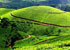 bonjour-holidays-love-at-kerala-munnar